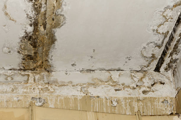 Professional Mold Prevention & Removal  in Plumsteadville, PA