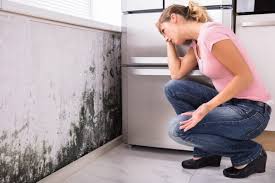 Why You Should Choose Our Mold Remediation Services in Plumsteadville, PA